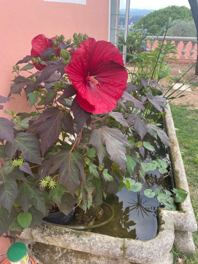ניס Chambre D'Hotes A L'Ancre Marine De La Villa Rose מראה חיצוני תמונה